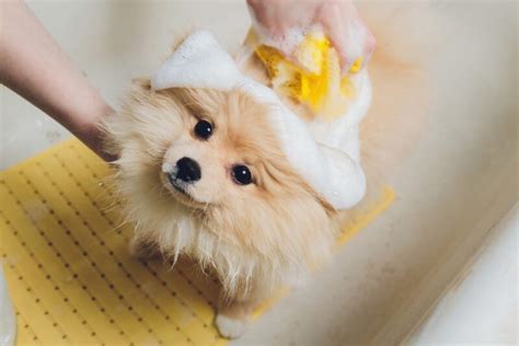 飼養動物|你適合飼養哪一種寵物？